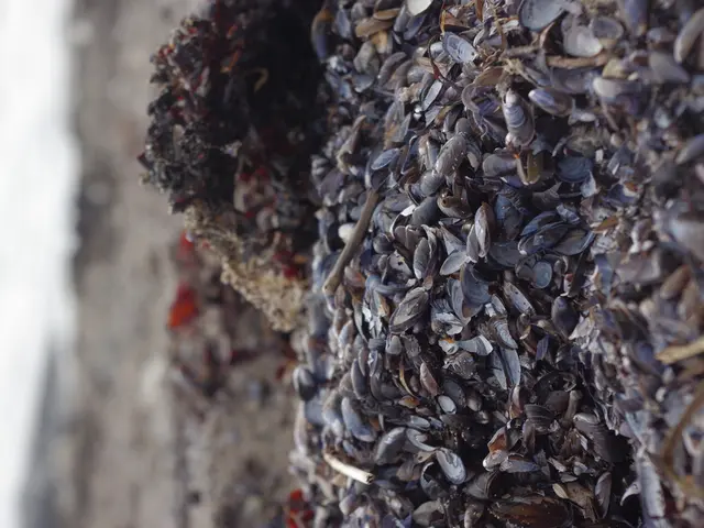 Regenerating Oysters Using Recycled Shells Yields Financial and Ecological Benefits