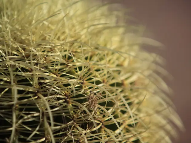 Treating Cysts with Marsupialization: Procedural Details, Indications, and Post-op Care