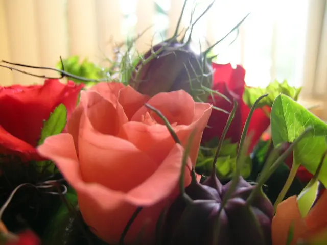 Daily Peach Consumption: Expert Insights on Its Effects on the Body