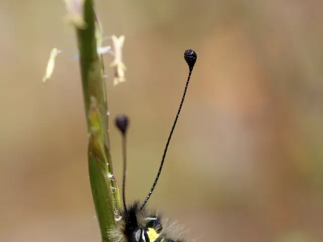 Guide for Earning a Bachelor of Science in Industrial-Organizational Psychology, along with Career...