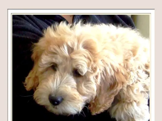 Mandatory four-hour online training for prospective dog owners enforced by the government.