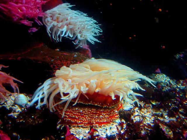 Highlighting the Focus on Scripps College: Daniel Conley's Journey and Achievements