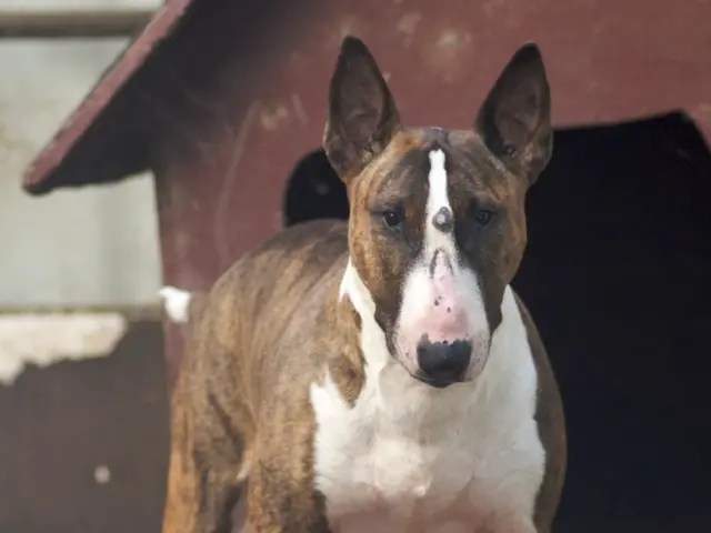 Prime time pet purchases! Discover and seize over 20 exceptional Amazon Prime Day deals for dog...