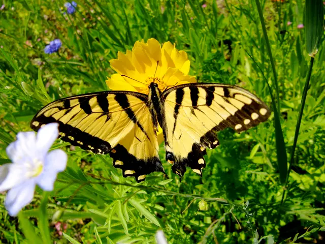 Discovered in South America: A Breathtaking Blue Tarantula Alongside Its Comrades in the Wild