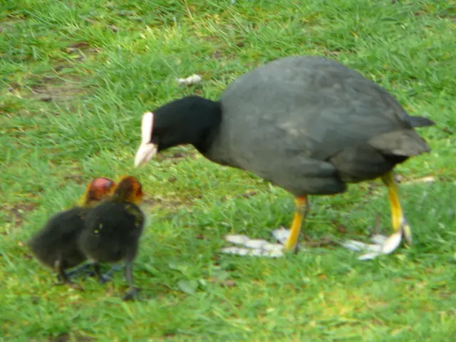 Giant moa de-extinction initiative follows the successful attempt to revive dire wolves