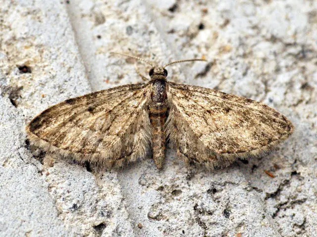 Insights on the association between anxiety and exposure in the realm of dreams