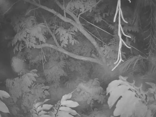 Six tree species teetering on the brink of extinction