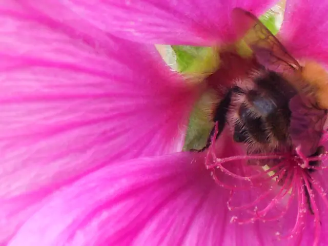 Understanding Bees: Decoding Symbolic Significance and Hidden Gestures