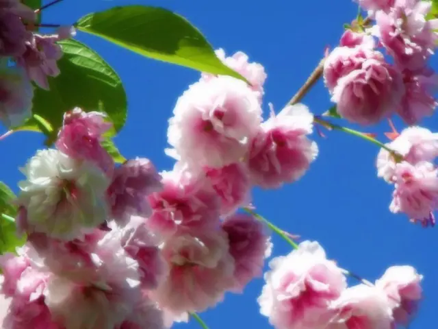 Equilibrium: Hue, Gravity, and Angle Dynamics