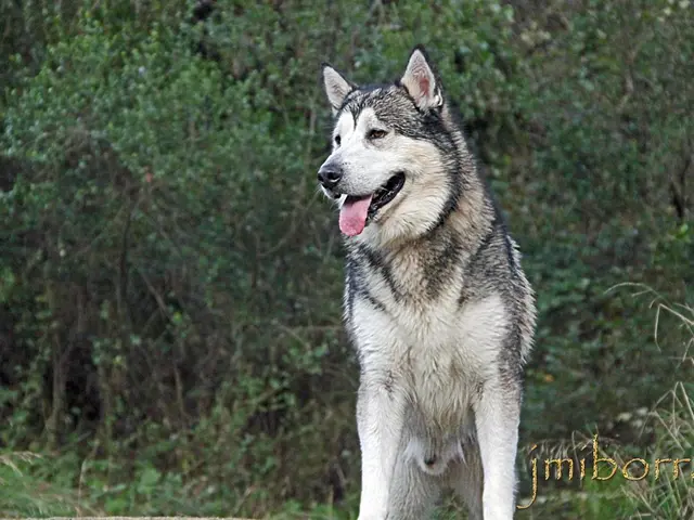 Exploring the Mysteries: Deciphering the Subtle Symbolism of the Wolf