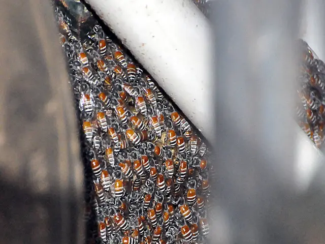 Honeybee population decline under scrutiny: Possible hoax debated