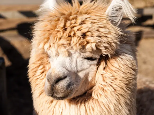 A northerner Iraqi Jeside expresses concerns about his future residing in Germany