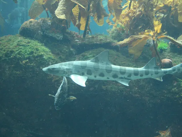 Underwater Live Stream Captivates Argentines: Patrick Star and Drag-Crab Enthrall Audience