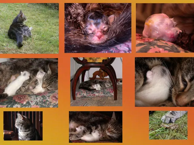 Bonobo named Kanzi, aged 39, gained recognition for his impressive linguistic abilities. He is...