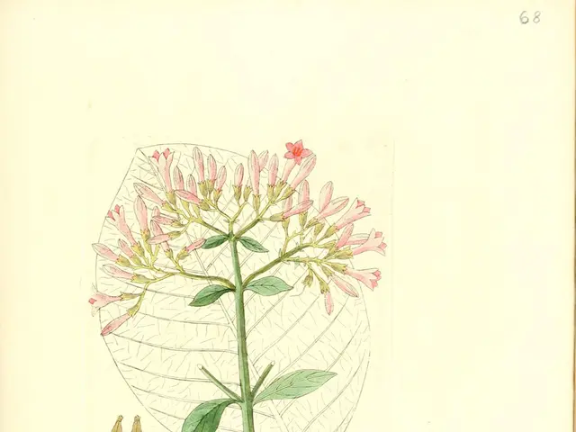 Peaceful ferns showcase a deeper significance beyond their serene grace and composed demeanor.