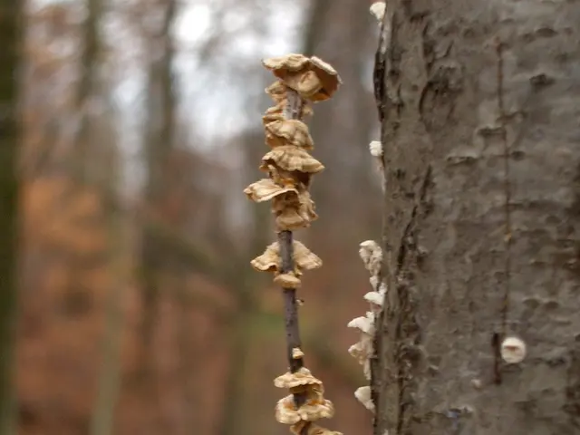 Cultivating with Fungal Permaculture: A Handbook for the Organic Gardener