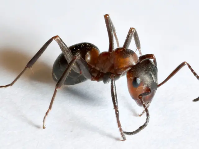 Signs to Recognize in Ant and Termite Infestations: Key Indicators for Homeowners to Spot