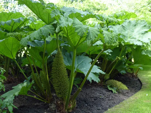 Cultivate Your Ground: Thoughtful Shrub Planting Techniques