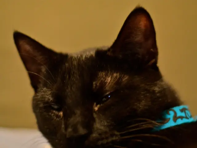 This image consists of a black cat with a blue tag around its neck and a yellow background.