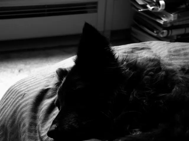 In this picture there is a dog who is lying on the bed, beside the dog we can see the blanket. In...